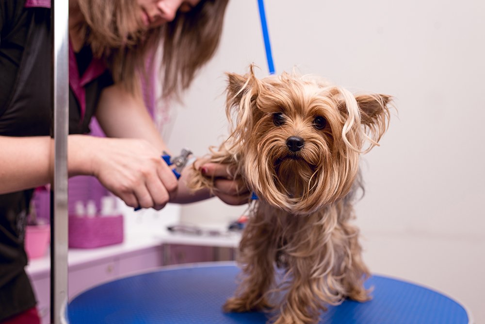 Comment devenir toiletteur canin ?